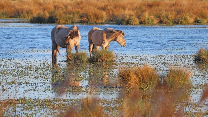 Konik ponies on Bakers Fen at Wicken Fen National Nature Reserve, Cambridgeshire